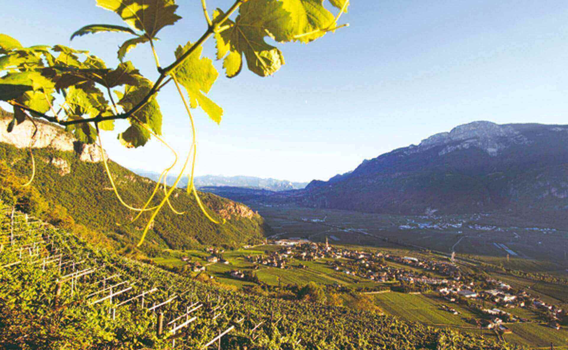Dove le terre d'Italia si congiungono alle montagne austriache, l'uva raggiunge altitudini e panoram...